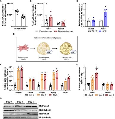 The role of proteasome activators PA28αβ and PA200 in brown adipocyte differentiation and function